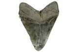 Huge Fossil Megalodon Tooth - South Carolina #369996-2